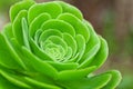 Succulent plant