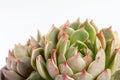 Succulent plant closeup