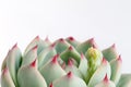 Succulent plant closeup