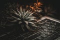Succulent on Laptop Keyboard Royalty Free Stock Photo