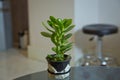 The succulent plant Crassula ovata known as Jade Plant or Money Plant in black pot . Jade plant with bright green leaves Royalty Free Stock Photo