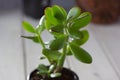 The succulent plant Crassula ovata known as Jade Plant or Money Plant in black pot. Royalty Free Stock Photo