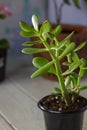 The succulent plant Crassula ovata known as Jade Plant or Money Plant in black pot. Royalty Free Stock Photo