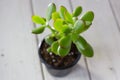 The succulent plant Crassula ovata known as Jade Plant or Money Plant in black pot. Royalty Free Stock Photo