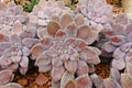 Succulent plant, desert plant for decoration