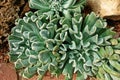 Succulent plant, desert plant for decoration