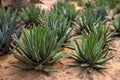 Succulent plant on desert sand soil. Green leafy succu perspective photo. Flower shop banner template with text place Royalty Free Stock Photo