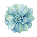 Succulent plant desert watercolor isolated on white background. Blue echeveria watercolor botanical illustration. Flora