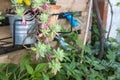 Succulent plant in a detail of a Mediterranean style garden in Barcelona