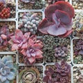 Succulent plant. Echeveria flower rosette closeup, succulent propagation background