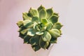 The succulent plant `Echeveria parva` Crassulaceae family from America, evergreen or deciduous plant. Soft macro cactus