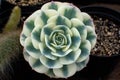 Succulent plant Echeveria setosa ciliata Succulent plant Royalty Free Stock Photo