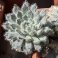 Succulent plant Echeveria setosa Rose & Purpus Mexican Firecracker in the pot Royalty Free Stock Photo