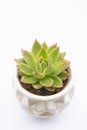 Succulent plant, Echeveria Succulent Flower Plant in pot, white background indoor decorative flower pot. Copy space Royalty Free Stock Photo