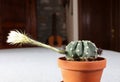 Succulent plant echinopsis in bloom in home interior