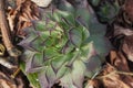 Succulent plant on a field in summer