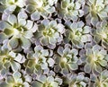 Succulent plant, flowers. Royalty Free Stock Photo