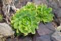 Giant Houseleek Aeonium lancerottense succulent plant Royalty Free Stock Photo