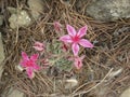 succulent plant of Graptopetalum bellum Royalty Free Stock Photo