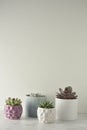 Succulent plant. A group of echeveria son white table. Copy space