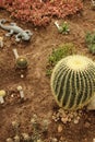 The succulent plant grows at the patch. Spheric cactus plant