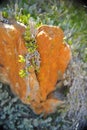 Succulent plant grows over the rock