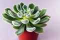 Succulent plant with hairy leaves, echeveria cactus Royalty Free Stock Photo