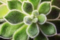 Succulent plant with hairy leaves, echeveria cactus top view Royalty Free Stock Photo