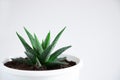 Succulent plant Haworthia close-up on a white background. Home floriculture concept