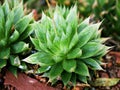 Succulent plant Haworthia mucronata ,Asphodelaceae ,Haworthia decipiens , Cooperi ,Cymbiformis