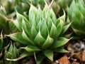 Succulent plant Haworthia mucronata ,Asphodelaceae ,Haworthia decipiens , Cooperi ,Cymbiformis