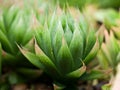 Succulent plant Haworthia mucronata , Cooperi ,Cymbiformis