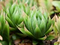 Succulent plant Haworthia mucronata , Cooperi ,Cymbiformis