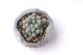 Succulent plant in homemade clay pot.