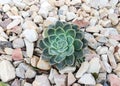 Succulent plant isolated in small white stone background Royalty Free Stock Photo