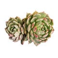 Succulent plant isolated Royalty Free Stock Photo