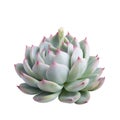 Succulent plant isolated Royalty Free Stock Photo