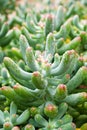 Succulent plant Jelly Bean ,Sedum rubrotinctum or Sedum ,pork and beans ,Crassulaceae with soft focus ,macro succulent plant ,The Royalty Free Stock Photo