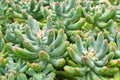 Succulent plant Jelly Bean ,Sedum rubrotinctum or Sedum ,pork and beans ,Crassulaceae with soft focus ,macro succulent plant ,The Royalty Free Stock Photo