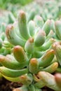 Succulent plant Jelly Bean ,Sedum rubrotinctum or Sedum ,pork and beans ,Crassulaceae with soft focus ,macro succulent plant ,The Royalty Free Stock Photo