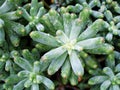 succulent plant Jelly Bean ,Sedum rubrotinctum or Sedum ,pork and beans ,Crassulaceae Royalty Free Stock Photo