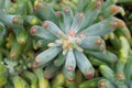 Succulent plant Jelly Bean ,Sedum rubrotinctum or Sedum ,pork and beans ,Crassulaceae with soft focus ,macro succulent plant ,The Royalty Free Stock Photo