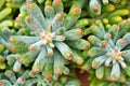 Succulent plant Jelly Bean ,Sedum rubrotinctum or Sedum ,pork and beans ,Crassulaceae with soft focus ,macro succulent plant ,The Royalty Free Stock Photo