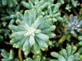 succulent plant Jelly Bean ,Sedum rubrotinctum or Sedum ,pork and beans ,Crassulaceae Royalty Free Stock Photo