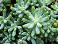 succulent plant Jelly Bean ,Sedum rubrotinctum or Sedum ,pork and beans ,Crassulaceae Royalty Free Stock Photo