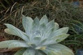 Succulent plant known as San QuintÃ­n liveforever, in Latin called Dudleya anthonyi. Royalty Free Stock Photo