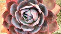 Succulent plant. A large rosette of thick pink decorative leaves looks unusual. Echeveria.