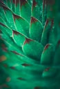 Succulent plant leaves Botany and green backgrounds Royalty Free Stock Photo