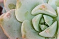 Succulent plant Royalty Free Stock Photo