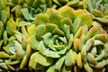 Succulent plant macro - plant pattern closeup Royalty Free Stock Photo